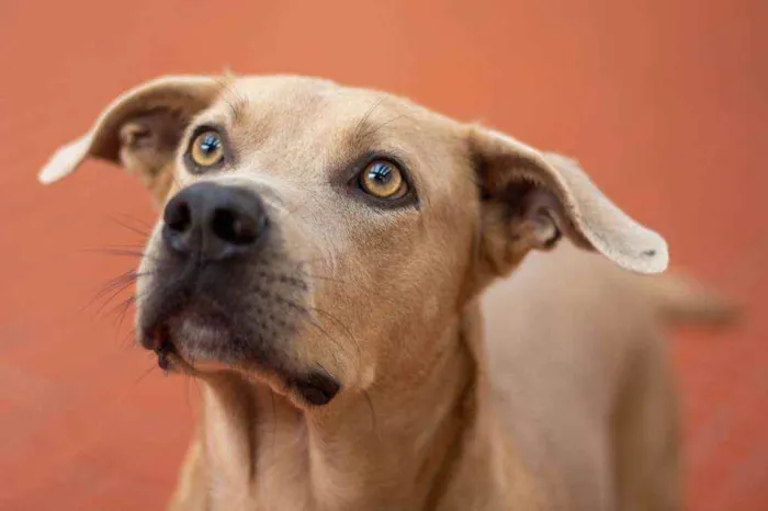 Cachorro ra a SRD idade 2 anos nome Fred 
