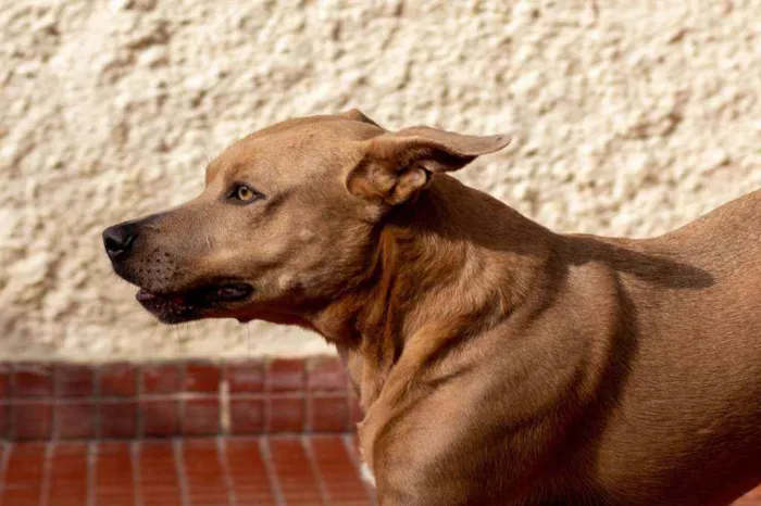 Cachorro ra a SRD idade 2 anos nome Fred 