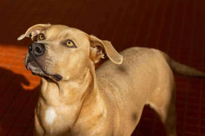 Cachorro ra a SRD idade 2 anos nome Fred 