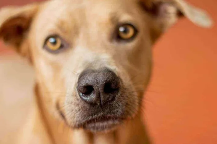 Cachorro ra a SRD idade 2 anos nome Fred 