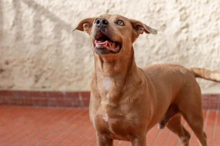 Cachorro ra a SRD idade 2 anos nome Fred 