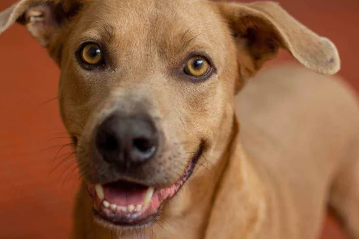 Cachorro ra a SRD idade 2 anos nome Fred 