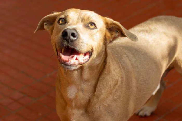 Cachorro ra a SRD idade 2 anos nome Fred 