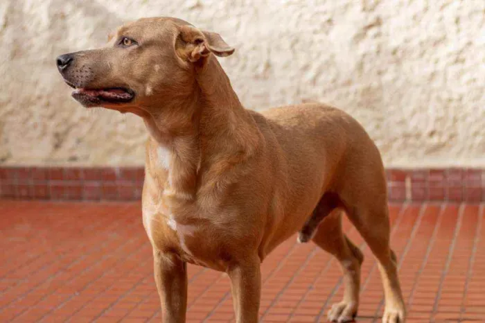 Cachorro ra a SRD idade 2 anos nome Fred 
