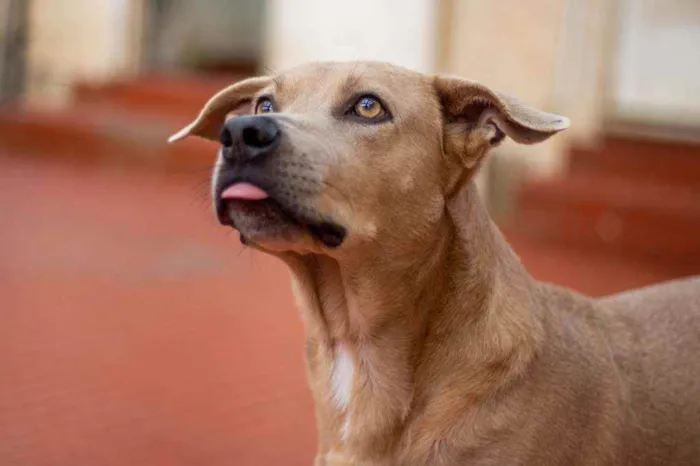 Cachorro ra a SRD idade 2 anos nome Fred 