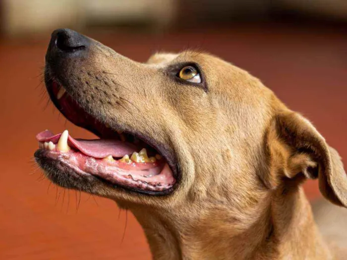 Cachorro ra a SRD idade 2 anos nome Fred 