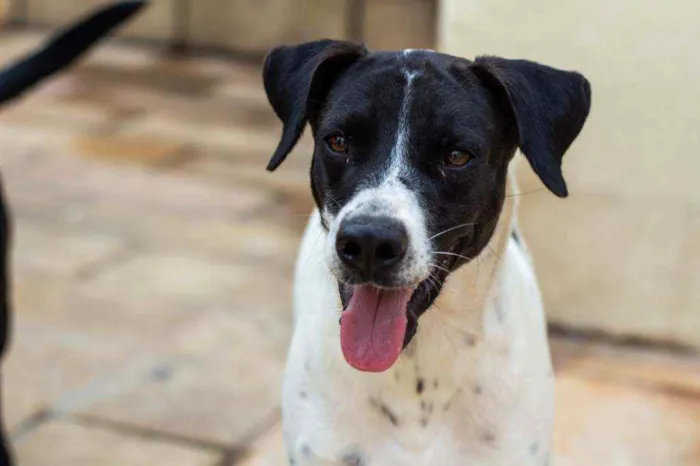 Cachorro ra a SRD idade 2 anos nome Bento 