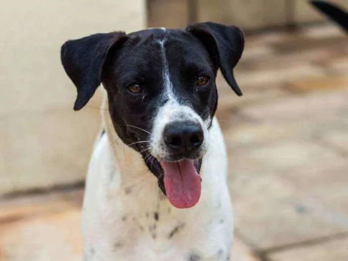 Cachorro ra a SRD idade 2 anos nome Bento 