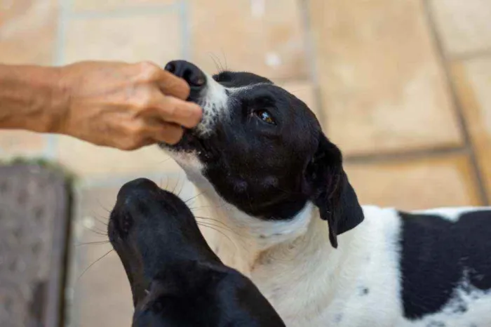 Cachorro ra a SRD idade 2 anos nome Bento 