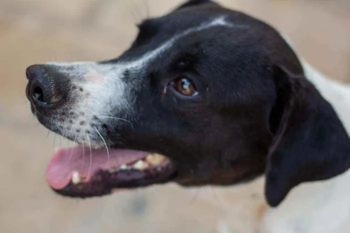 Cachorro ra a SRD idade 2 anos nome Bento 