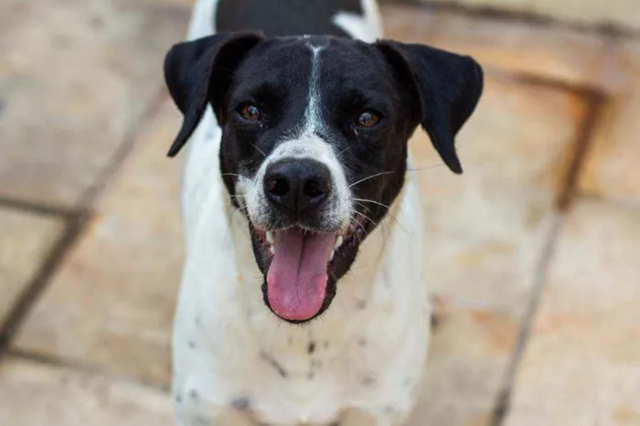 Cachorro ra a SRD idade 2 anos nome Bento 