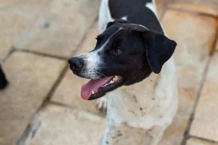 Cachorro ra a SRD idade 2 anos nome Bento 