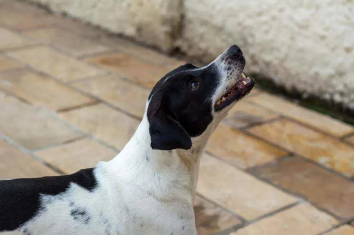 Cachorro ra a SRD idade 2 anos nome Bento 