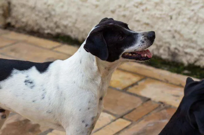 Cachorro ra a SRD idade 2 anos nome Bento 