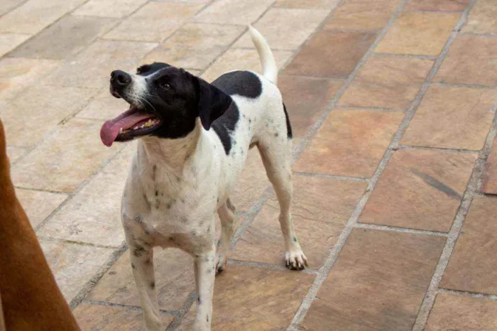 Cachorro ra a SRD idade 2 anos nome Bento 