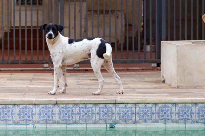 Cachorro ra a SRD idade 2 anos nome Bento 