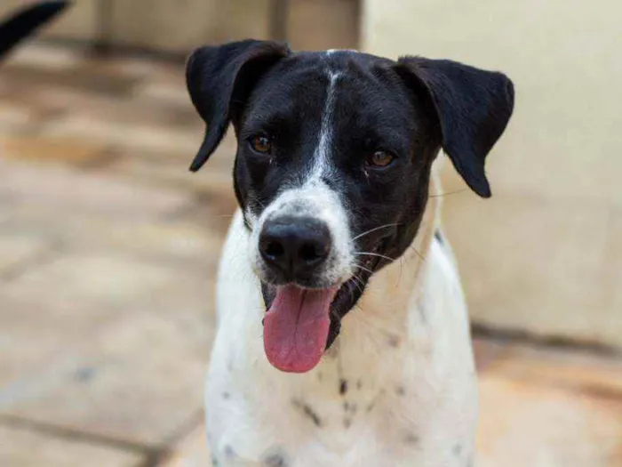 Cachorro ra a SRD idade 2 anos nome Bento 