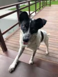 Zuma