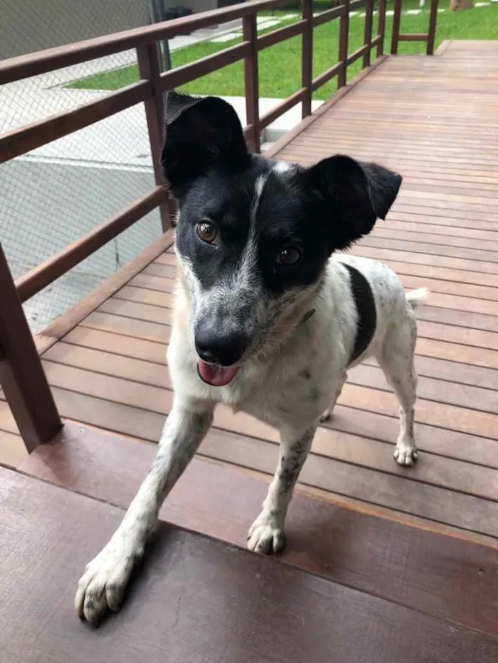 Cachorro ra a Vira-lata  idade 2 anos nome Zuma