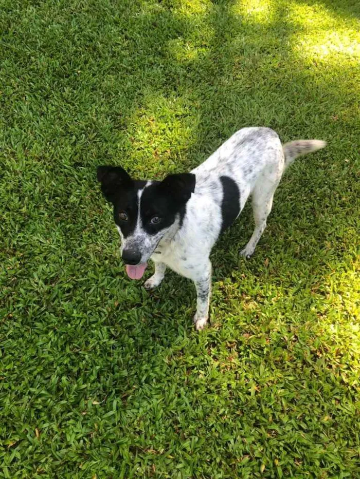 Cachorro ra a Vira-lata  idade 2 anos nome Zuma