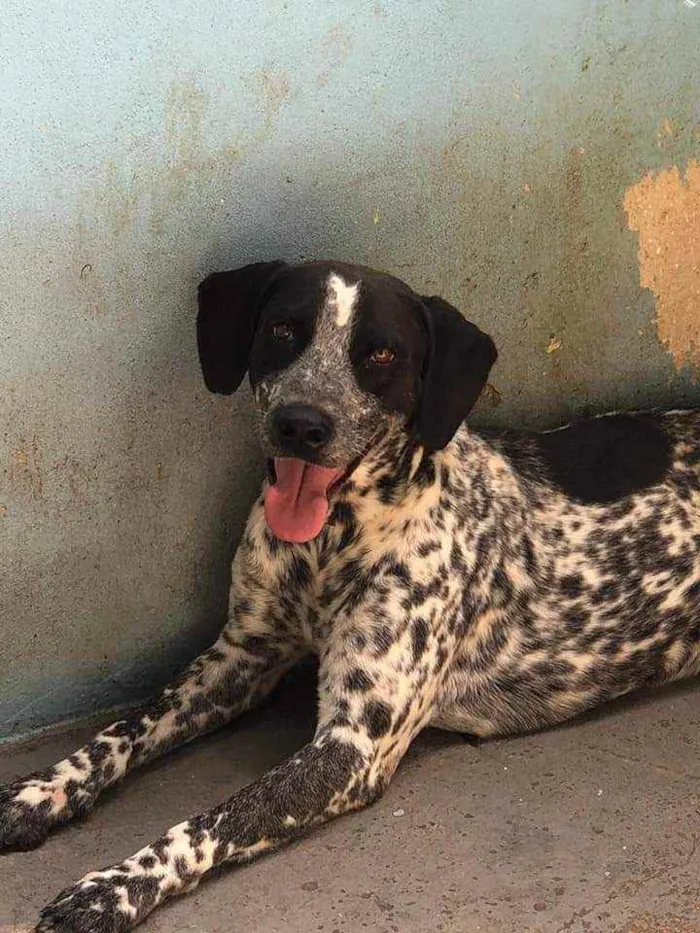Cachorro ra a Mestiço de cão perdigueiro  idade 3 anos nome Perdy