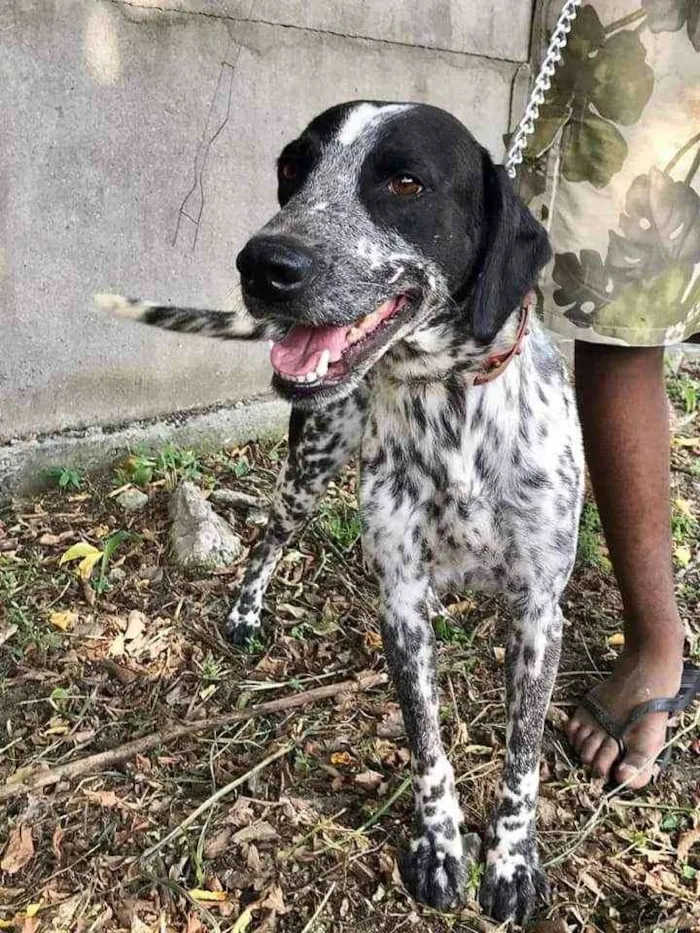 Cachorro ra a Mestiço de cão perdigueiro  idade 3 anos nome Perdy