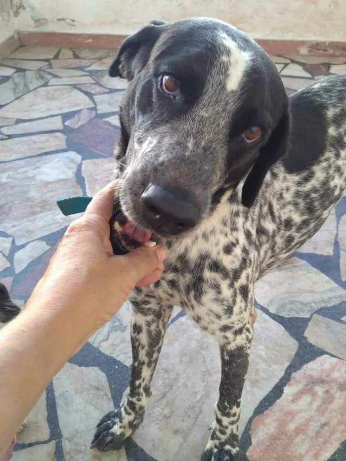 Cachorro ra a Mestiço de cão perdigueiro  idade 3 anos nome Perdy