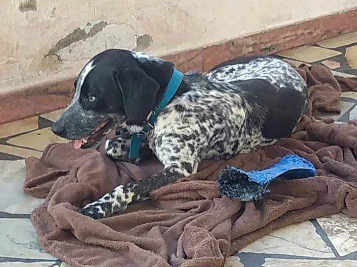 Cachorro ra a Mestiço de cão perdigueiro  idade 3 anos nome Perdy