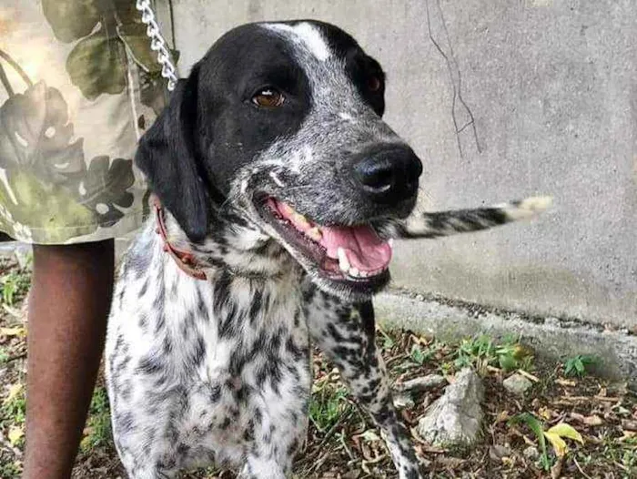 Cachorro ra a Mestiço de cão perdigueiro  idade 3 anos nome Perdy