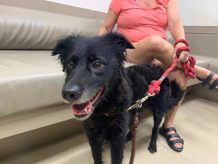 Cachorro ra a SRD idade 3 anos nome Bombom