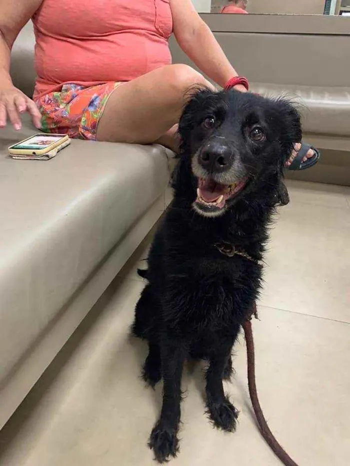 Cachorro ra a SRD idade 3 anos nome Bombom