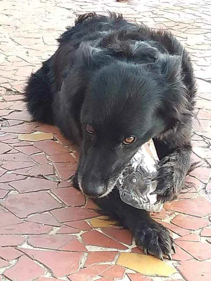 Cachorro ra a SRD idade 3 anos nome Bombom