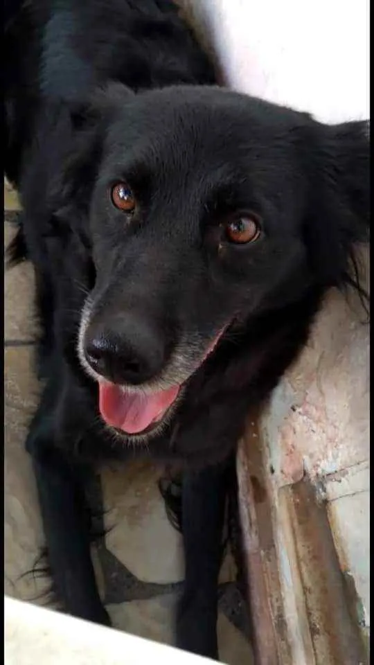 Cachorro ra a SRD idade 3 anos nome Bombom