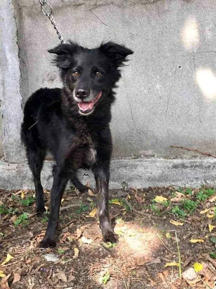 Cachorro ra a SRD idade 3 anos nome Bombom