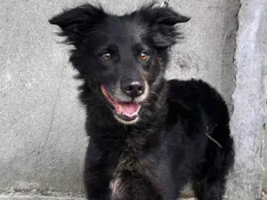 Cachorro raça SRD idade 3 anos nome Bombom