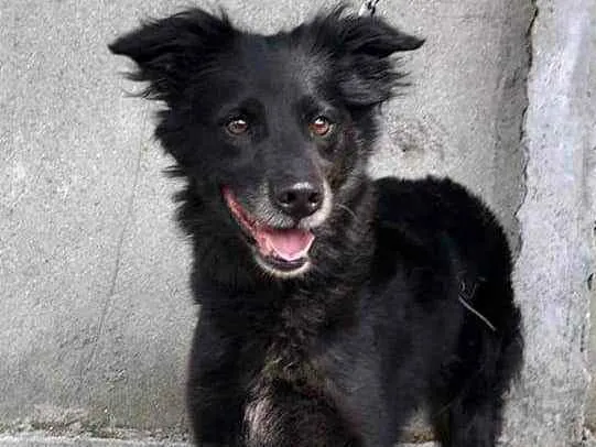 Cachorro ra a SRD idade 3 anos nome Bombom