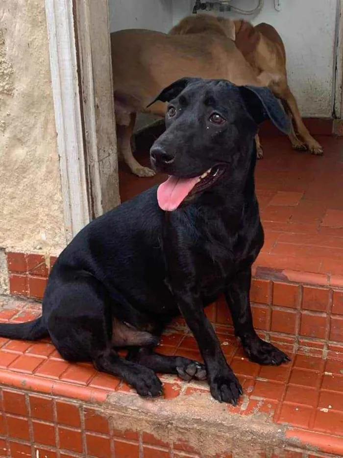 Cachorro ra a SRD idade 2 anos nome Nick