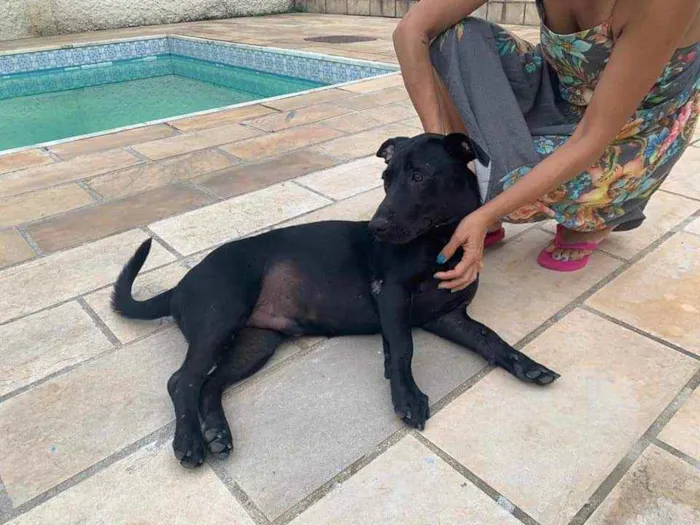 Cachorro ra a SRD idade 2 anos nome Nick