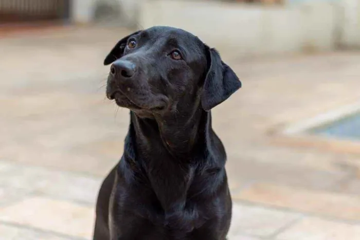 Cachorro ra a SRD idade 2 anos nome Nick