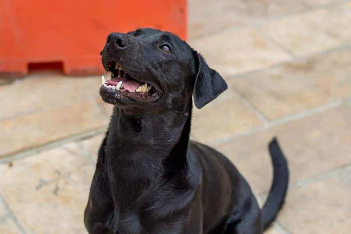 Cachorro ra a SRD idade 2 anos nome Nick