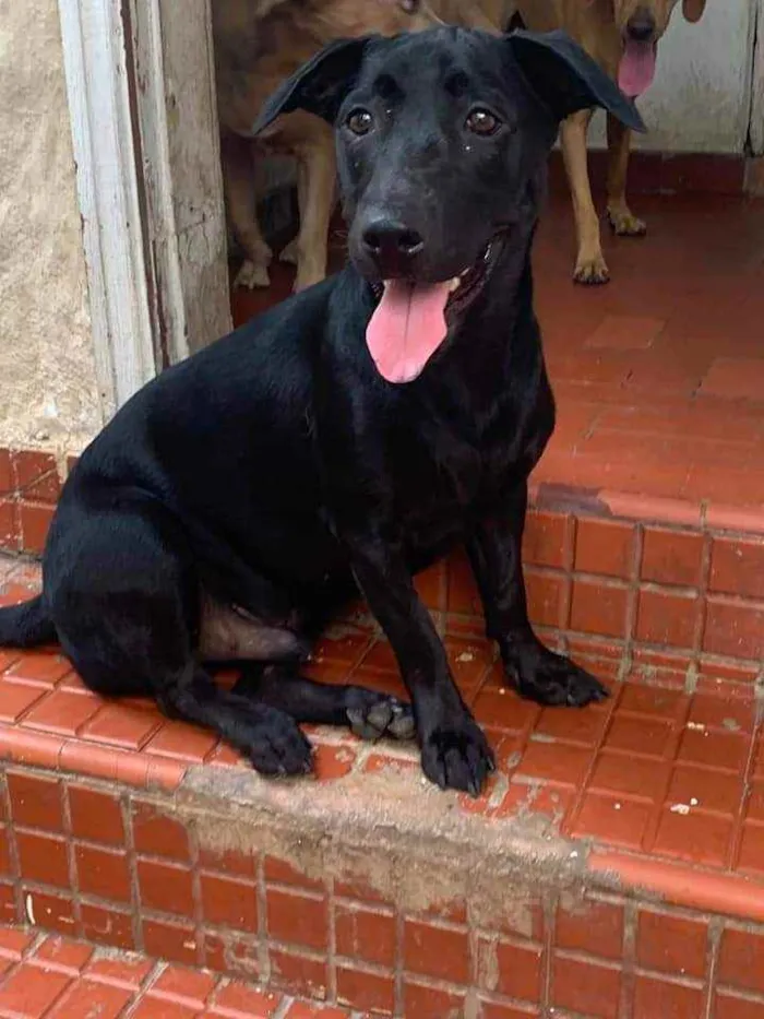 Cachorro ra a SRD idade 2 anos nome Nick