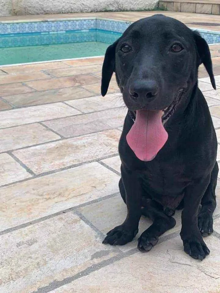 Cachorro ra a SRD idade 2 anos nome Nick