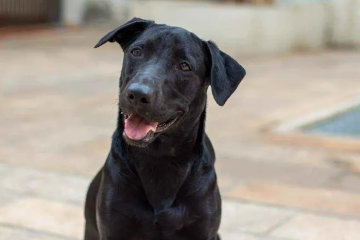 Cachorro ra a SRD idade 2 anos nome Nick