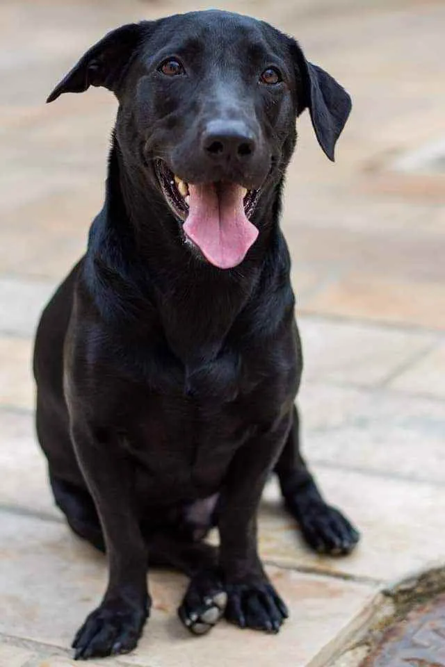 Cachorro ra a SRD idade 2 anos nome Nick