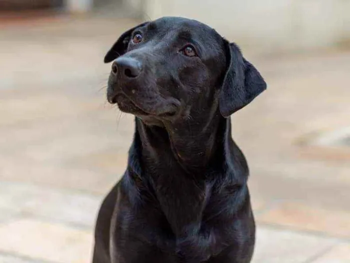 Cachorro ra a SRD idade 2 anos nome Nick