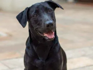 Cachorro raça SRD idade 2 anos nome Nick