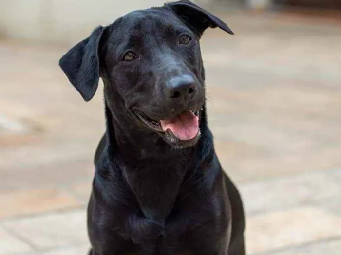 Cachorro ra a SRD idade 2 anos nome Nick