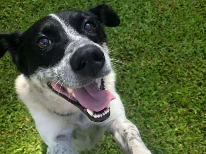 Cachorro ra a Vira-lata  idade 2 anos nome Zuma