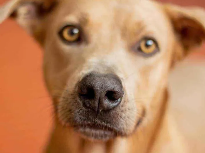 Cachorro ra a SRD idade 2 anos nome Fred 