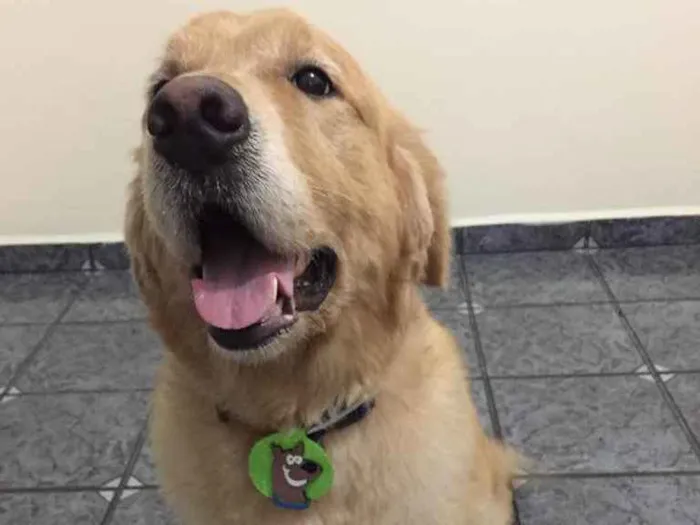 Cachorro ra a Golden Retriever  idade 6 ou mais anos nome Marley